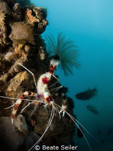 Banded Coral Shrimp under the pier by Beate Seiler 